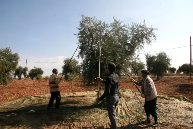 Kilis'te 4 bin yıl öncesine ait zeytin çekirdeği bulundu Kilis'te 4 bin yıl öncesine ait zeytin çekirdeği bulundu
