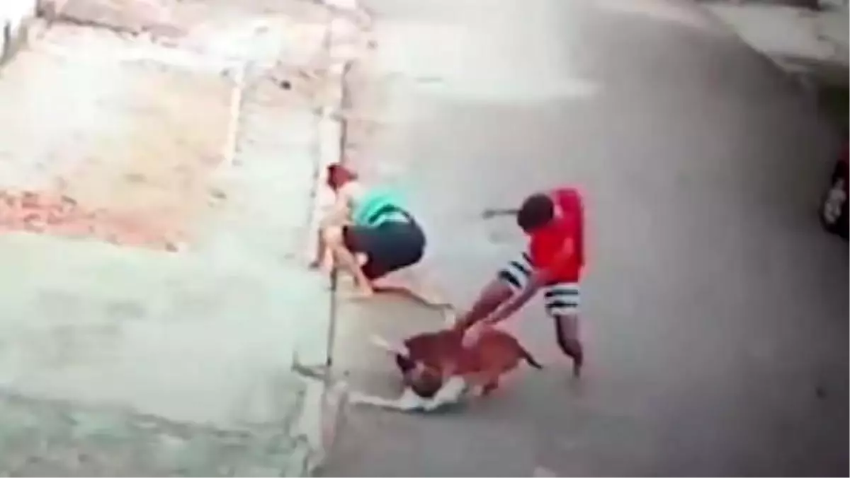 Pitbull saldırısına uğrayan çocuğu böyle kurtardı