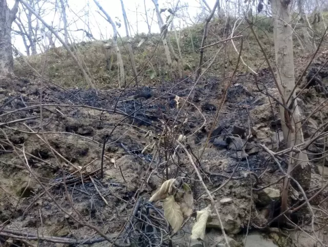 Yangının bilançosu gün ağırınca ortaya çıktı Yangının bilançosu gün ağırınca ortaya çıktı