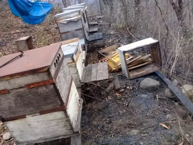 Yangının bilançosu gün ağırınca ortaya çıktı Yangının bilançosu gün ağırınca ortaya çıktı