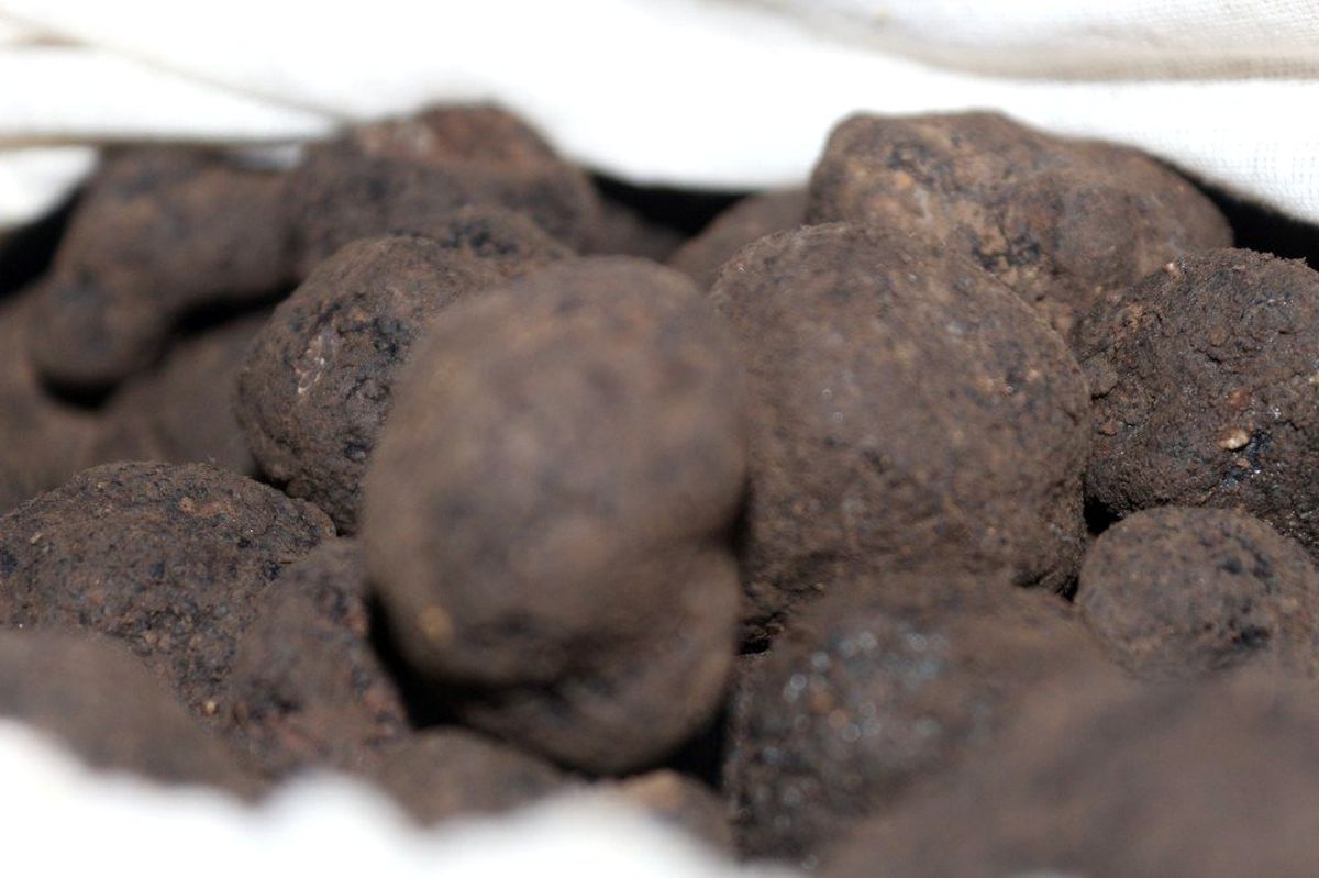 80 kilo trüf mantarı alıcısını bekliyor