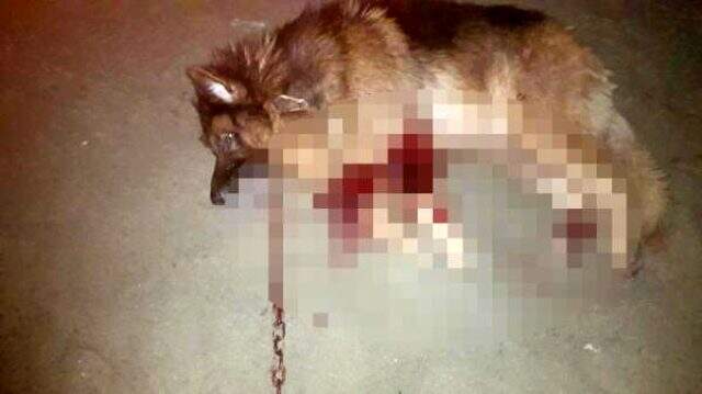 Polis tarafından köpeğinin öldürüldüğünü gören kadın sinir krizi geçirdi