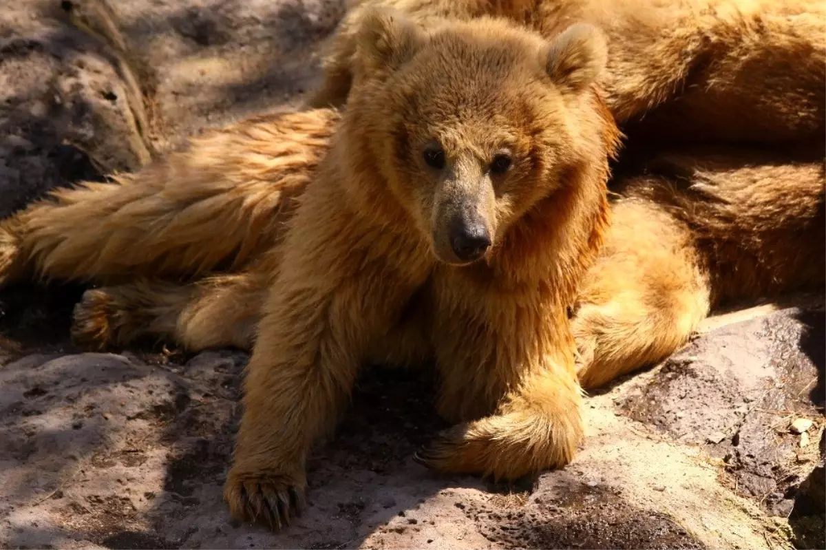 Hayvanat Bahçesi'ne özel kış menüsü