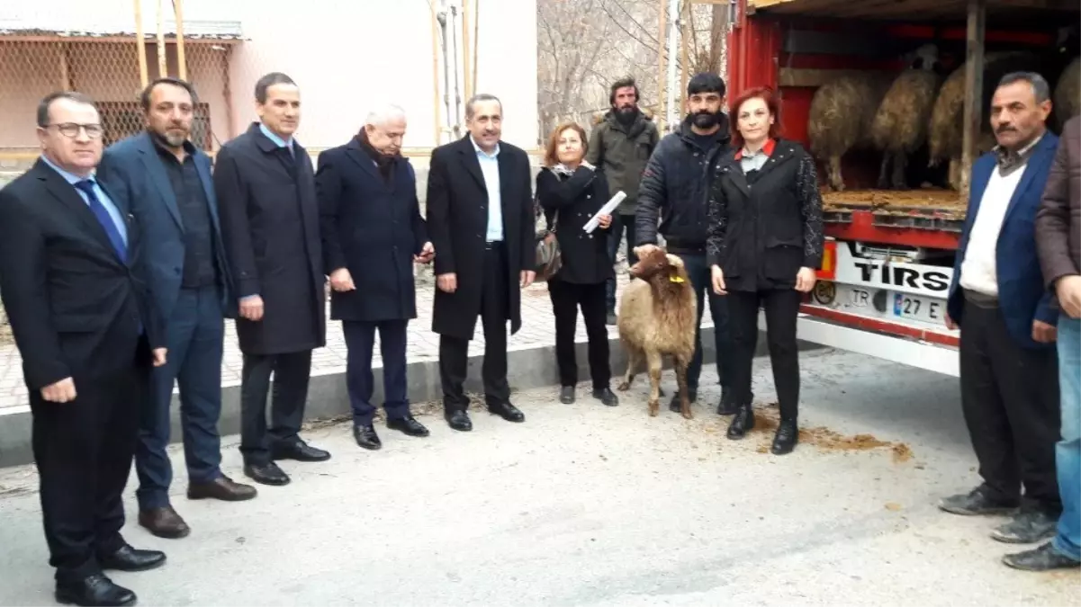 Milletvekili Arvas, 'Küçükbaş hayvancılık Van için büyük bir sektördür'