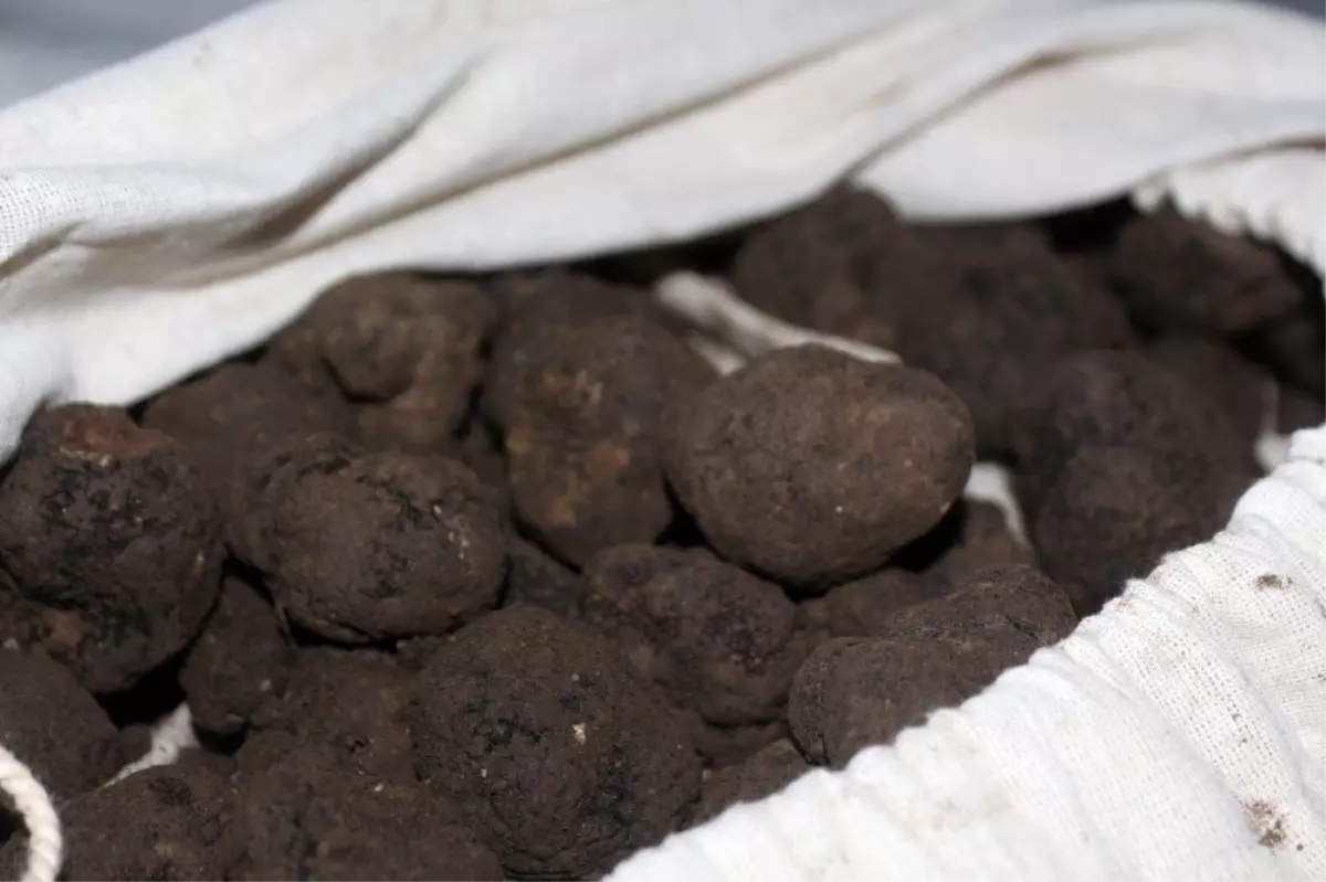 Trüf mantarına ikinci kez alıcı çıkmadı