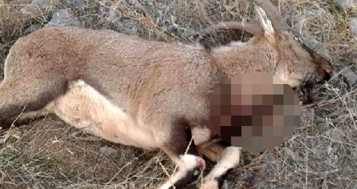 Tunceli'de koruma altındaki yaban keçisini kaçak avcılar vurdu