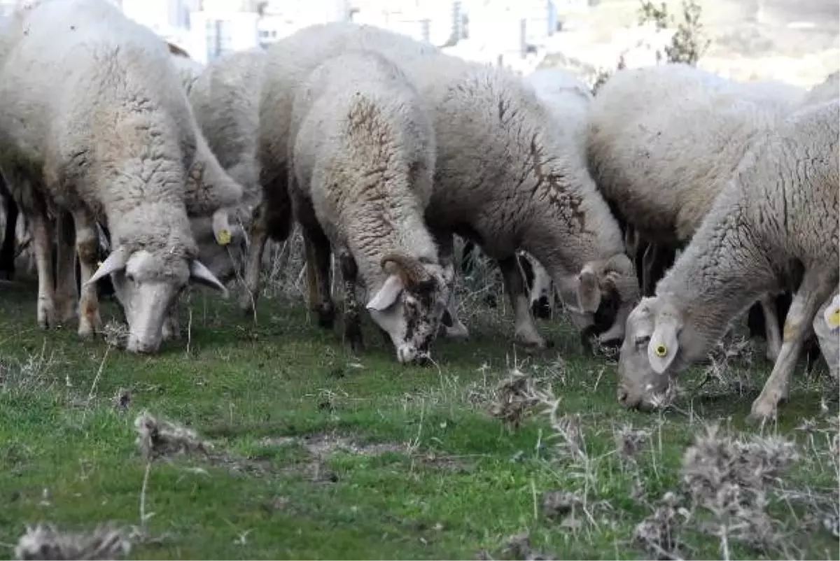 Meralık alanların ağaçlandırılmasını istemiyorlar