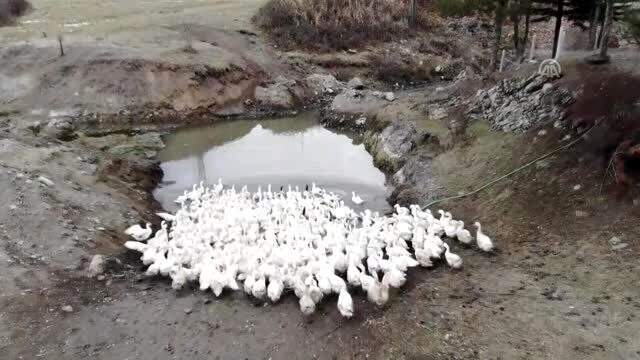 Okuduğu haberden etkilenen müteahhit, kaz yetiştiricisi oldu