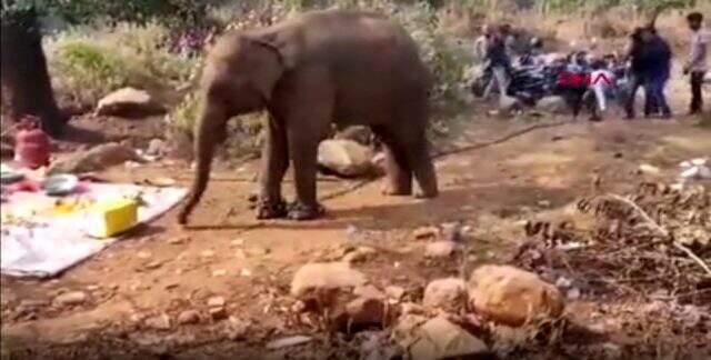 Yemek kokusu alan fil, piknik alanına koştu