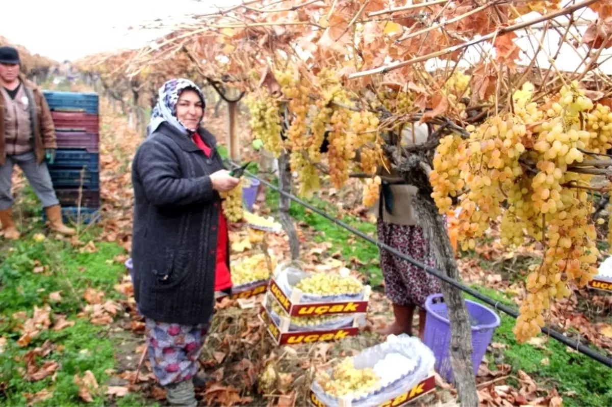 Yılbaşı üzümleri dalından sofralara ulaştırılacak
