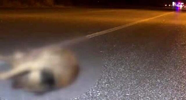 Çarptığı köpeği kontrole inen sürücü, başka otomobilin çarpması sonucu öldü