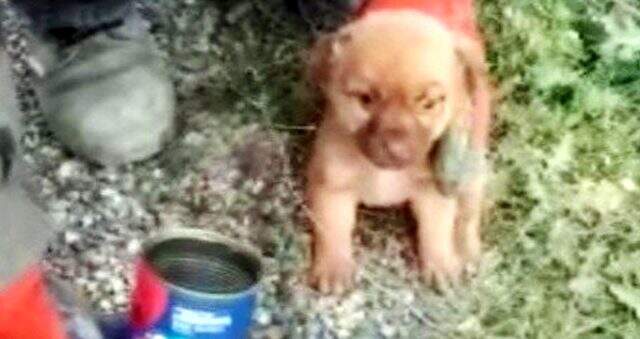 Havlayan köpeğin peşinden giden sürücü gözlerine inanamadı