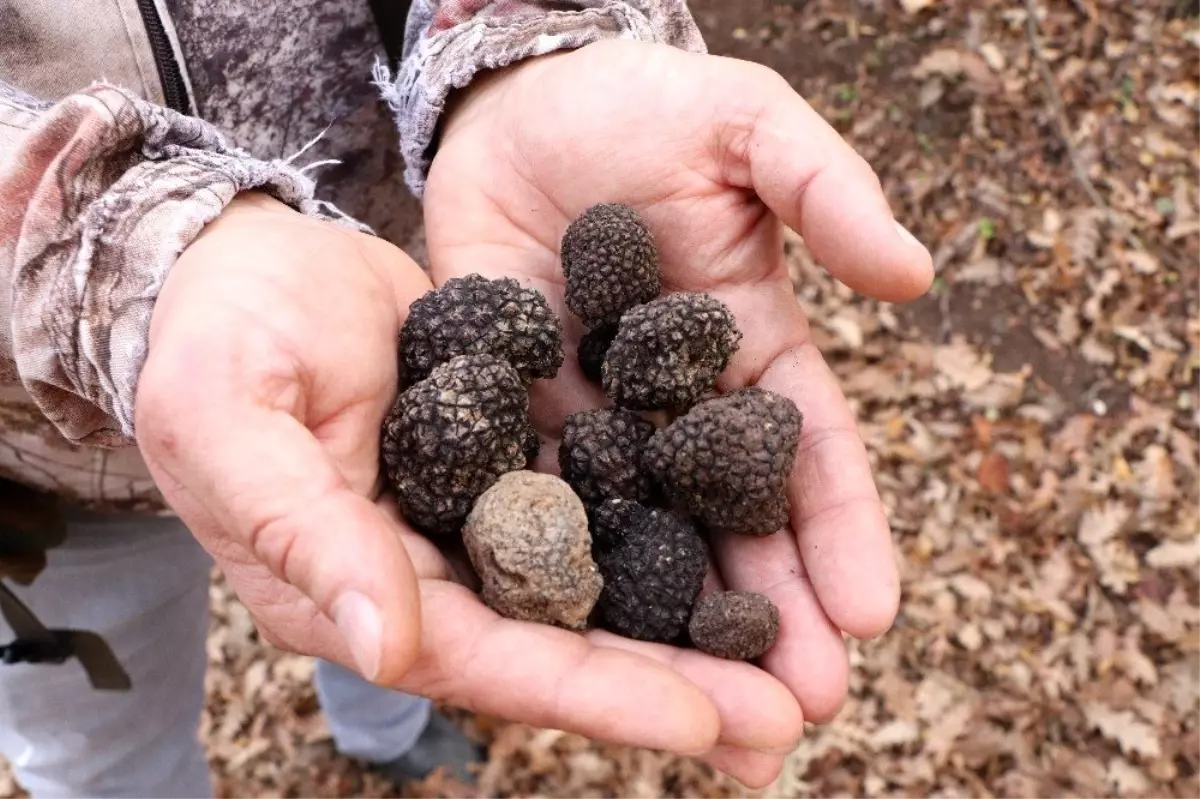 Trüf mantarında '2 bin euro' balonu