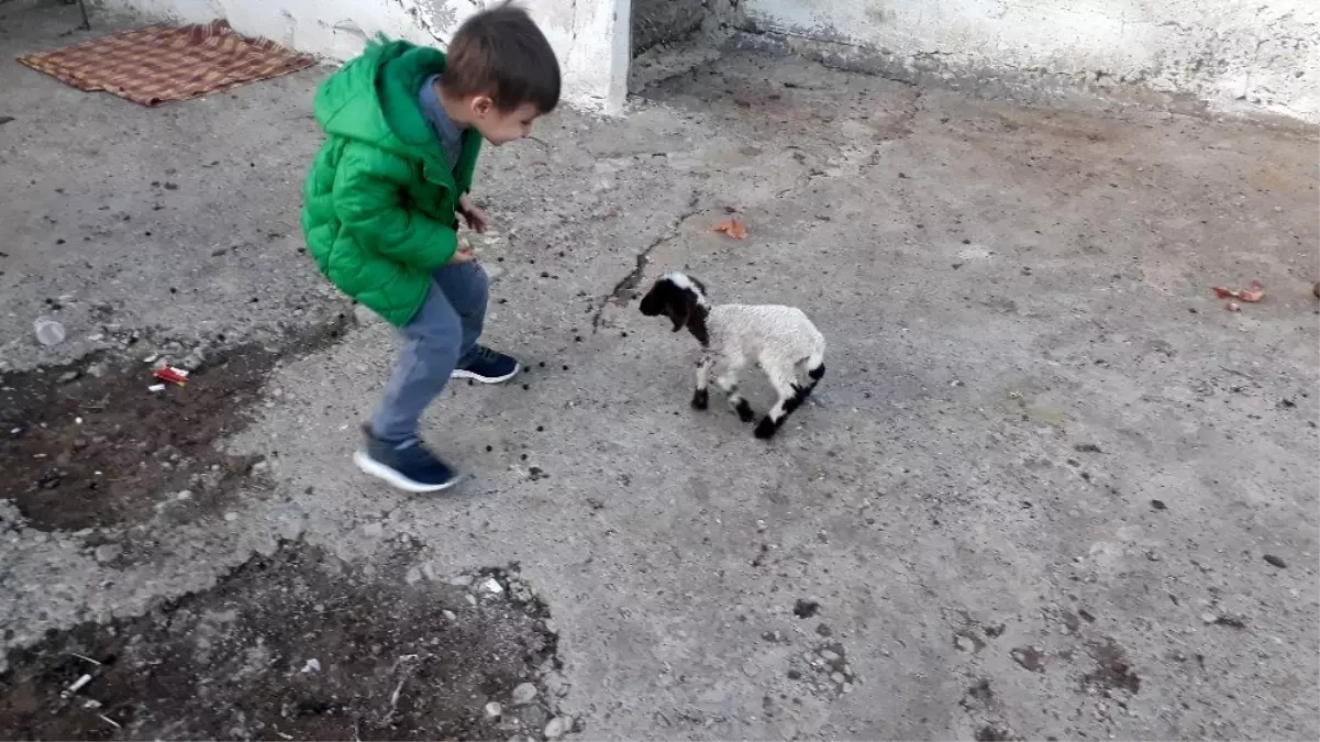 Erken doğan kuzuya bebek gibi bakıyorlar Haberler