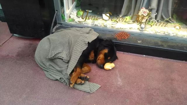 Kaldırımda yatan köpeği soğuktan korumak için üzerine hırka örttüler Kaldırımda yatan köpeği soğuktan korumak için üzerine hırka örttüler
