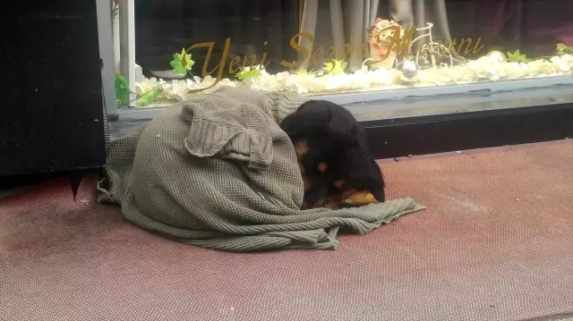 Kaldırımda yatan köpeği soğuktan korumak için üzerine hırka örttüler Kaldırımda yatan köpeği soğuktan korumak için üzerine hırka örttüler