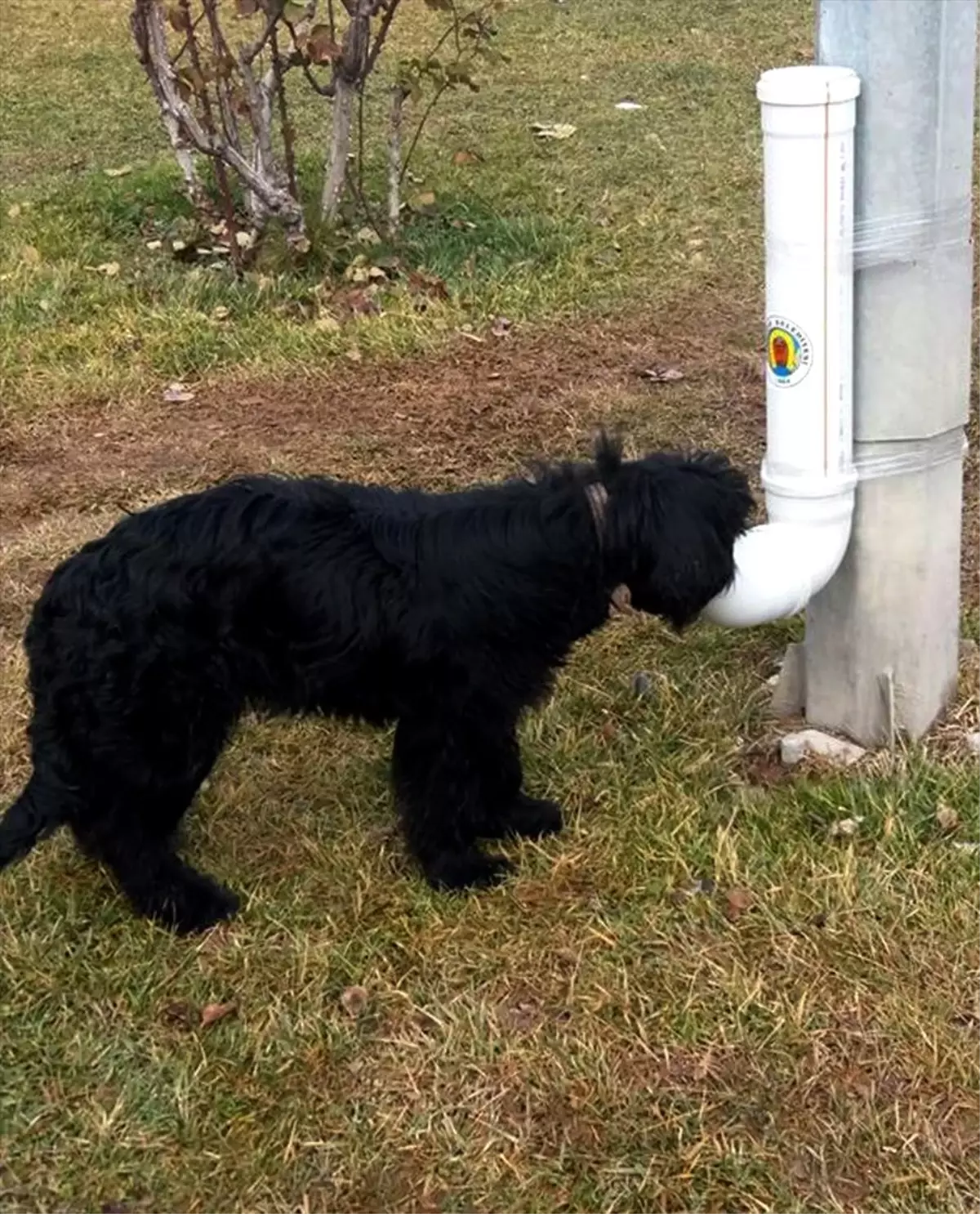 Nallıhan Belediyesi'nden sokak hayvanlarına yem