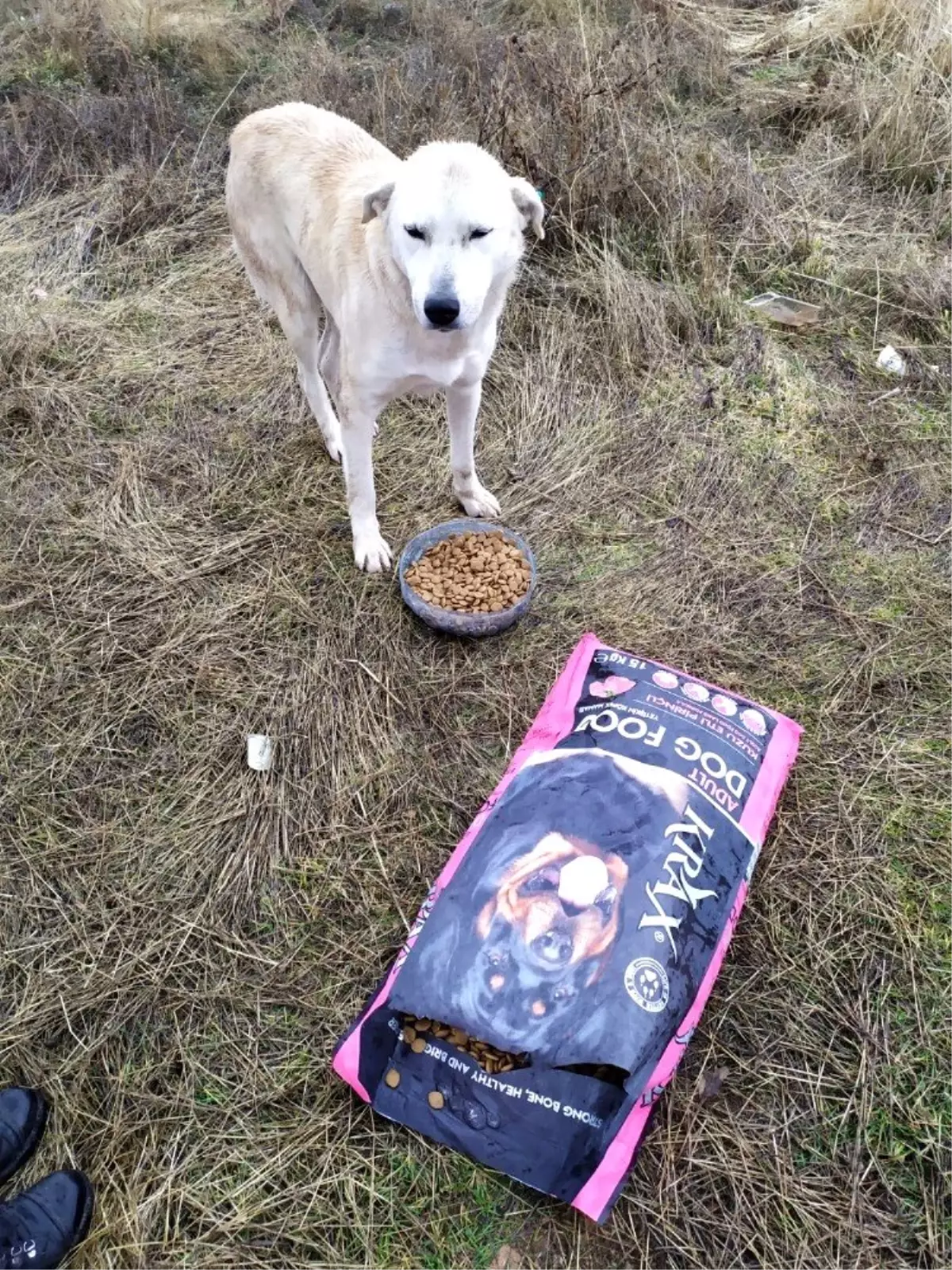 Sokak hayvanlarını unutmadılar