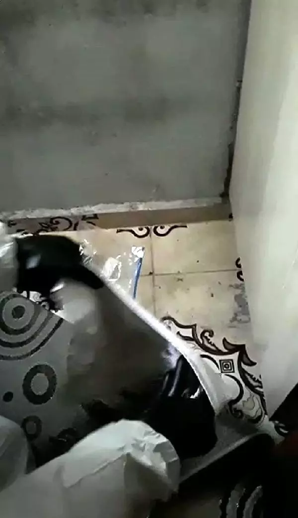 4 kişilik aile, eve giren farelerden kurtulmak isterken zehirlendi
