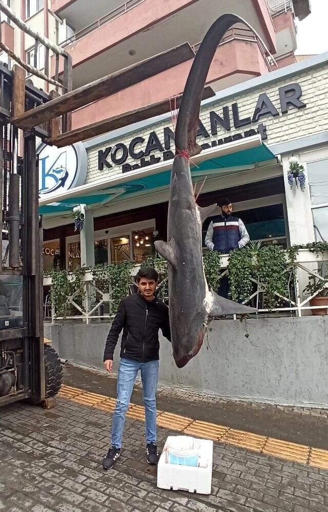 Balıkçıların ağına 200 kiloluk köpek balığı takıldı