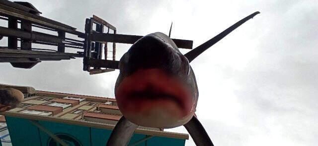 Balıkçıların ağına 200 kiloluk köpek balığı takıldı