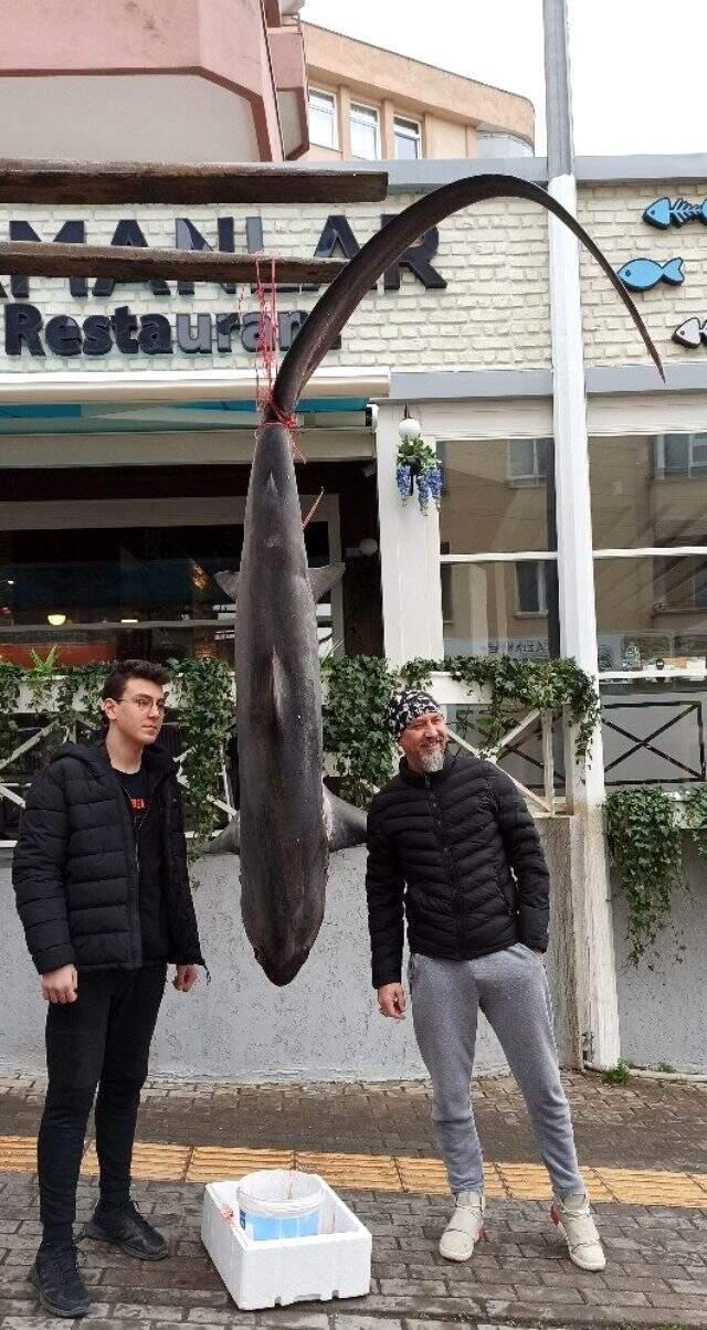 Balıkçıların ağına 200 kiloluk köpek balığı takıldı