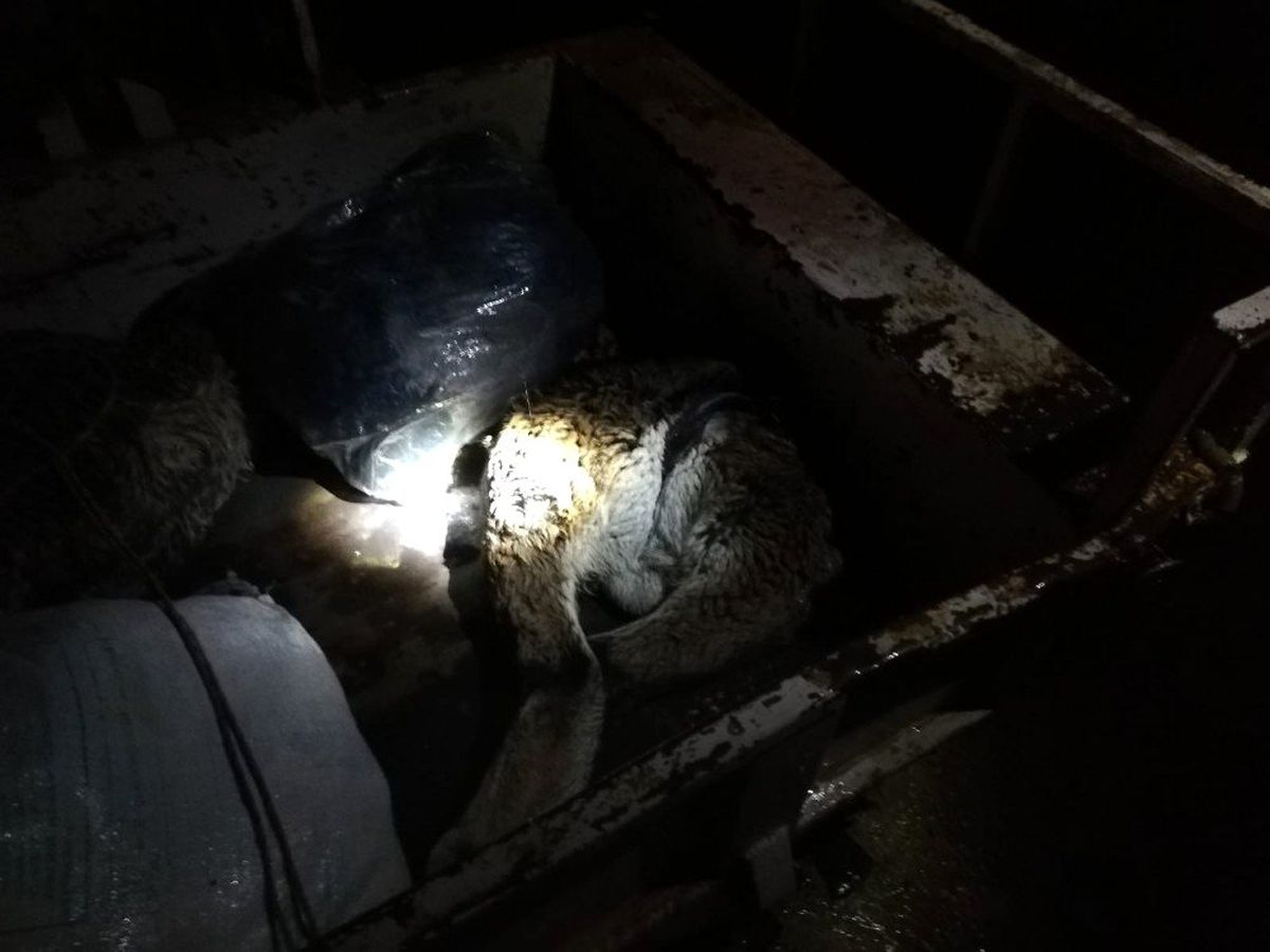 Dağ keçilerini vuran baba-oğul yakalandı, 50 bin TL ceza kesildi