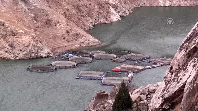 Gümüşhane'de balık üretiminden ekonomiye 90 milyon liralık katkı Gümüşhane'de balık üretiminden ekonomiye 90 milyon liralık katkı
