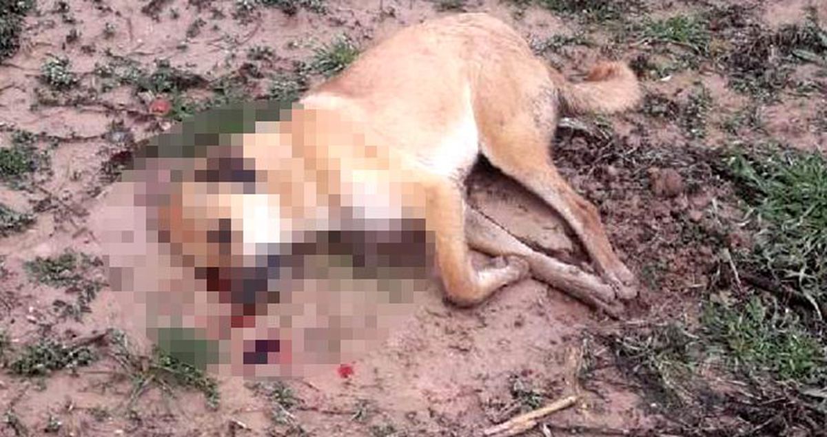 Köpekleri zehirleyip, döverek öldürdükten sonra koyun ve hindileri çaldılar