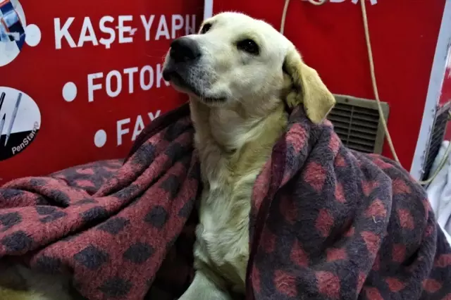 Yağmur ve soğuktan etkilenen üç köpeği battaniyeyle ısıttılar Yağmur ve soğuktan etkilenen üç köpeği battaniyeyle ısıttılar