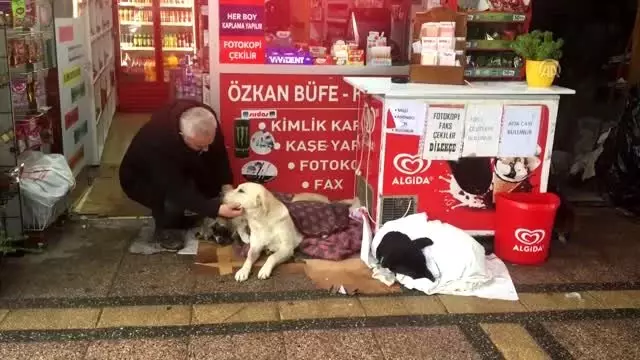 Yağmur ve soğuktan etkilenen üç köpeği battaniyeyle ısıttılar Yağmur ve soğuktan etkilenen üç köpeği battaniyeyle ısıttılar