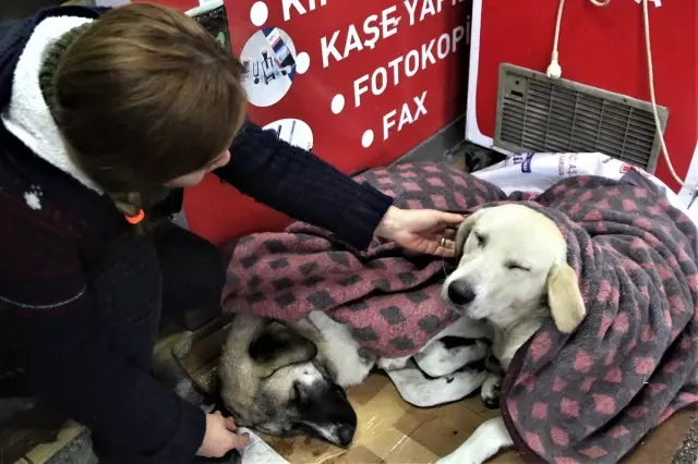 Yağmur ve soğuktan etkilenen üç köpeği battaniyeyle ısıttılar Yağmur ve soğuktan etkilenen üç köpeği battaniyeyle ısıttılar