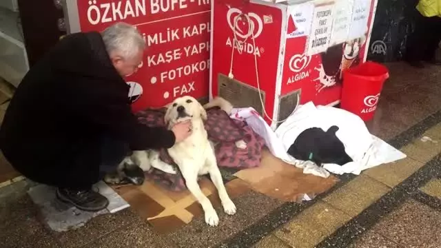 Yağmur ve soğuktan etkilenen üç köpeği battaniyeyle ısıttılar Yağmur ve soğuktan etkilenen üç köpeği battaniyeyle ısıttılar