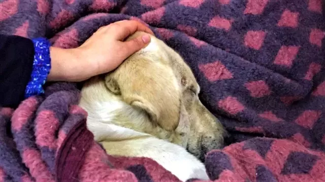 Yağmur ve soğuktan etkilenen üç köpeği battaniyeyle ısıttılar Yağmur ve soğuktan etkilenen üç köpeği battaniyeyle ısıttılar
