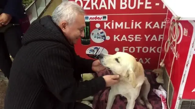 Yağmur ve soğuktan etkilenen üç köpeği battaniyeyle ısıttılar Yağmur ve soğuktan etkilenen üç köpeği battaniyeyle ısıttılar