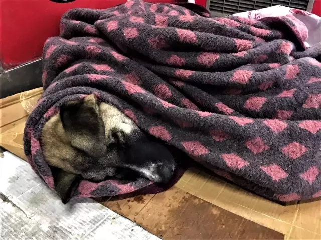 Yağmur ve soğuktan etkilenen üç köpeği battaniyeyle ısıttılar Yağmur ve soğuktan etkilenen üç köpeği battaniyeyle ısıttılar