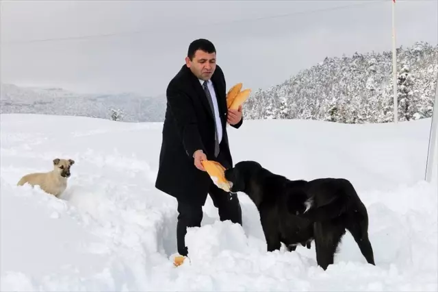 Gölcük Yaylası'nda kar sonrası aç kalan hayvanlar için yiyecek bırakıldı Gölcük Yaylası'nda kar sonrası aç kalan hayvanlar için yiyecek bırakıldı