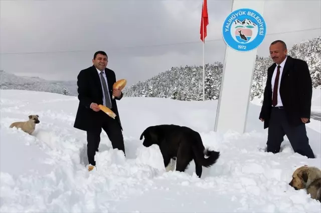 Gölcük Yaylası'nda kar sonrası aç kalan hayvanlar için yiyecek bırakıldı Gölcük Yaylası'nda kar sonrası aç kalan hayvanlar için yiyecek bırakıldı