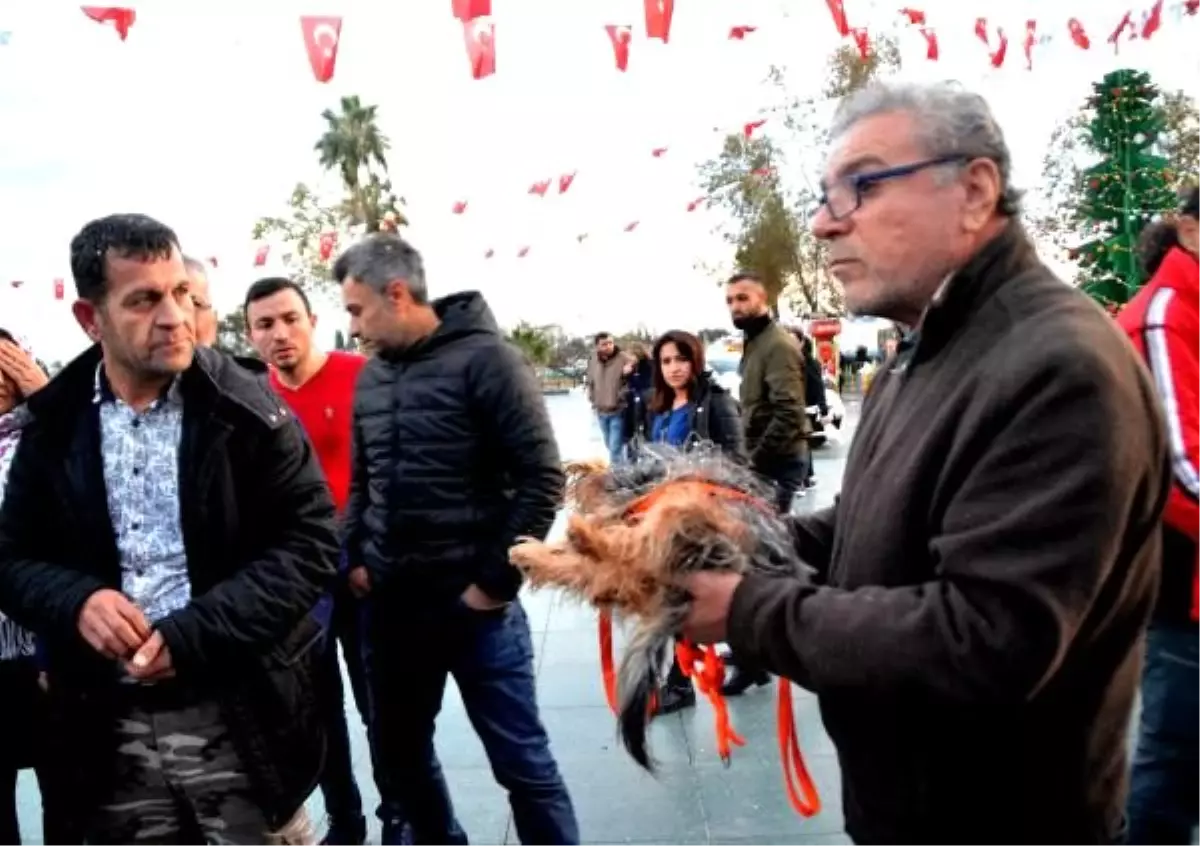Sokak köpeği süs köpeğini parçaladı