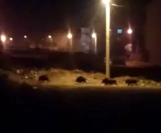 Aç kalan domuzlar mahalleye indi Aç kalan domuzlar mahalleye indi