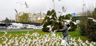 Bakırköy'de her gün yüzlerce martıyı elleriyle besliyor