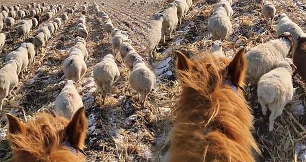 Koyun sürüsünün askeri nizamda yürüdüğü video büyük ilgi görüyor