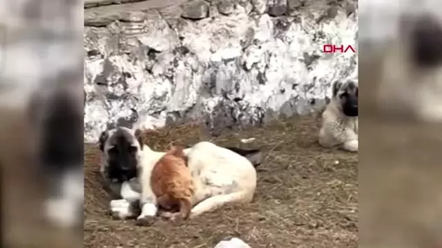 Kars kedi ile köpeğin örnek dostluğu Kars kedi ile köpeğin örnek dostluğu