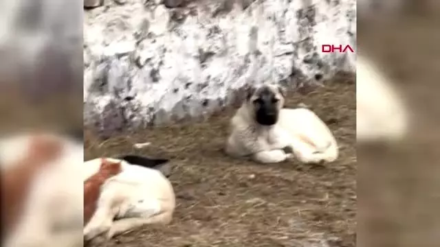 Kars kedi ile köpeğin örnek dostluğu Kars kedi ile köpeğin örnek dostluğu