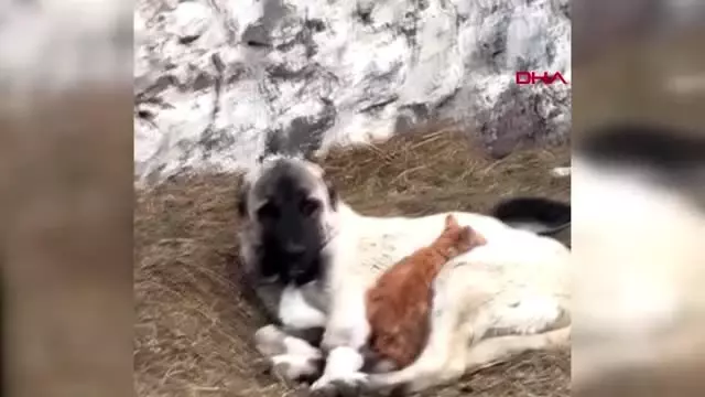 Kars kedi ile köpeğin örnek dostluğu Kars kedi ile köpeğin örnek dostluğu