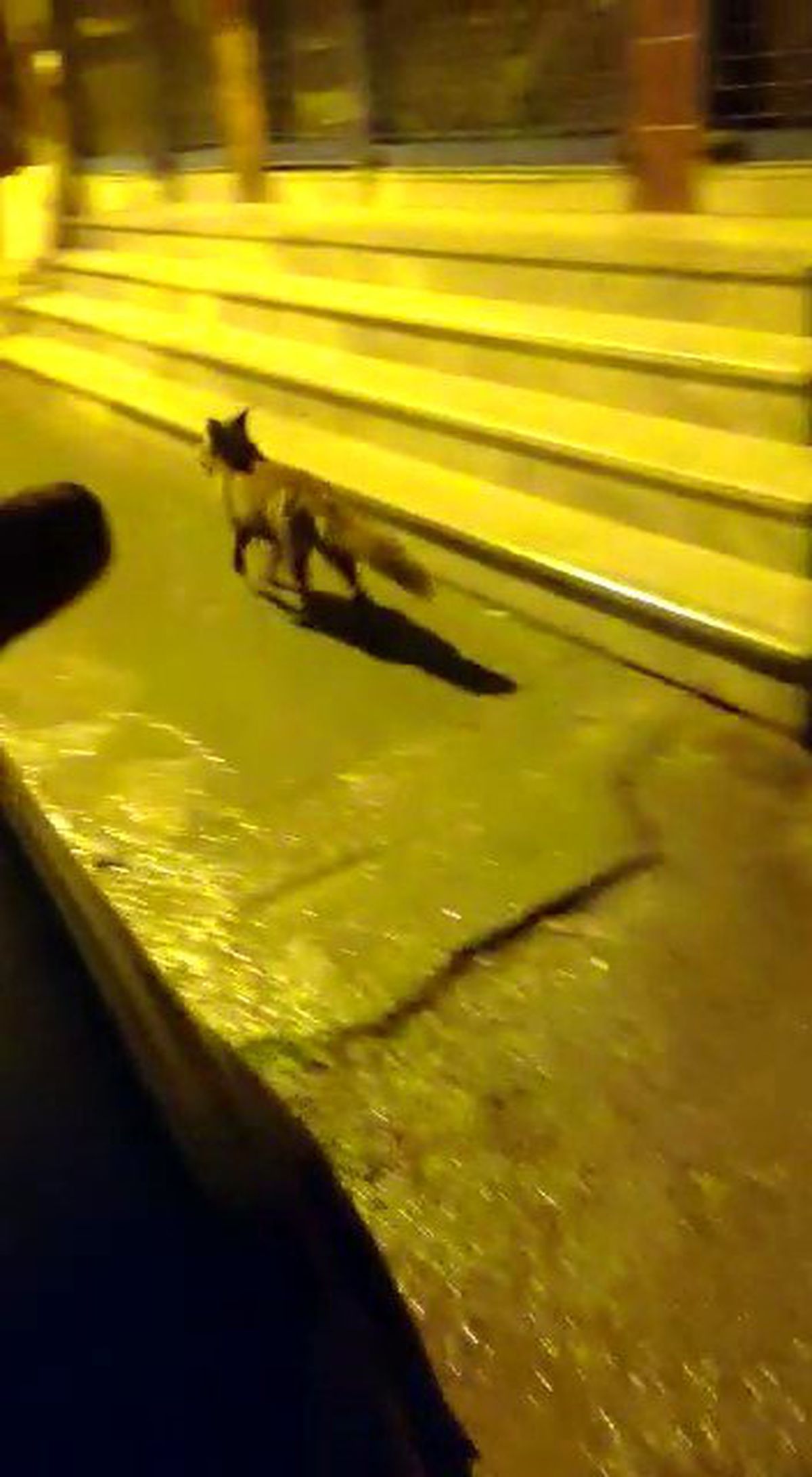 Aç kalan tilki İstanbul sokaklarına indi