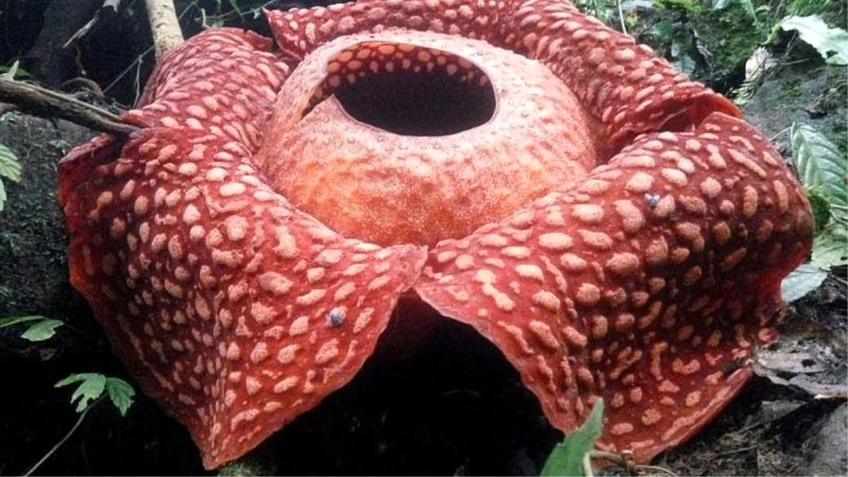 Çürük et kokulu dünyanın en büyük çiçeği rekor tazeledi Haberler
