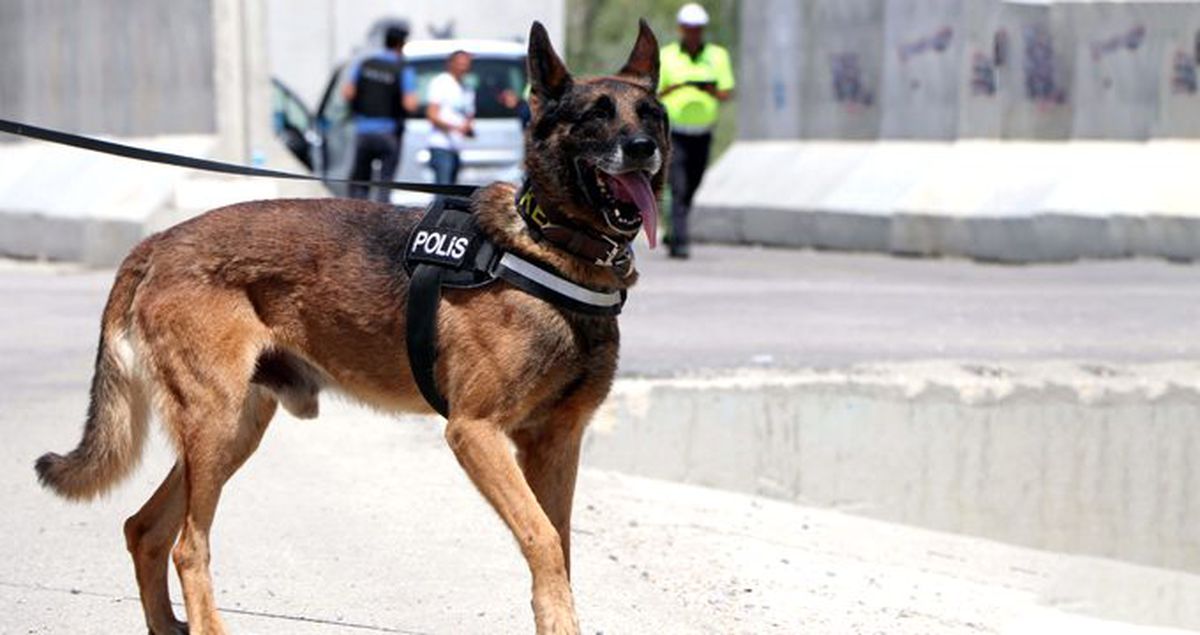 Narkotik köpeği tepki verdi, yolcunun ağzından eroin çıktı