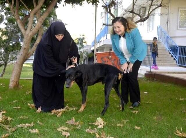 Doberman cinsi köpek 'Bobo' ameliyat edilmezse göremeyecek