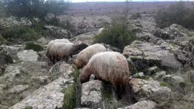 Nizip'te kaybolan koyunları jandarma buldu